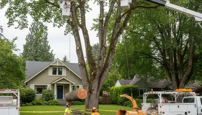 Seattle arborists using chainsaws and bucket trucks for professional tree removal at a residential property