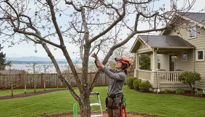 Arborist pruning fruit tree in Seattle WA backyard orchard for healthy growth | Chop Chop Tree Services