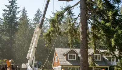 Arborists using bucket truck for large tree removal near Bainbridge Island, Seattle WA homes