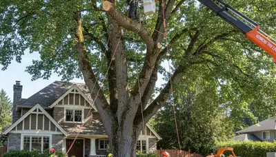 Arborists using bucket truck for large tree removal at Kenmore home near Seattle, WA