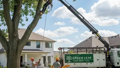 Professional tree removal crew working safely on a large pine in Seattle, WA