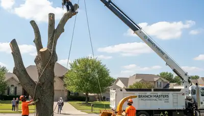 Professional tree removal in Seattle, WA by Chop Chop Tree experts using safe modern equipment