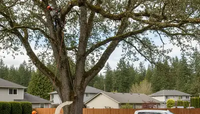Professional tree removal service in Seattle, WA by certified arborists at Tree Services in Seattle