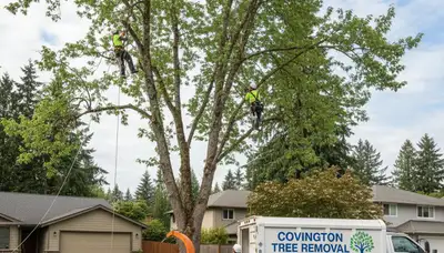 Professional tree removal service in Seattle WA by certified arborists