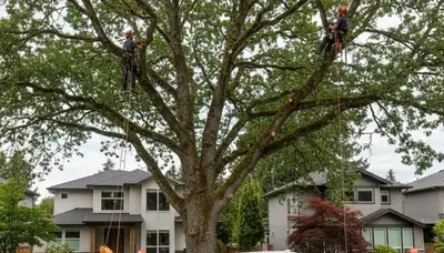 Professional tree removal service in Seattle WA by certified arborists
