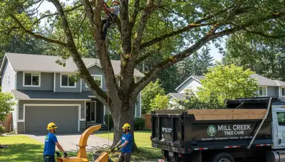 Professional tree removal service in Seattle WA by certified arborists