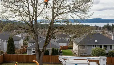 Professional tree removal service in Seattle, WA by local certified arborists