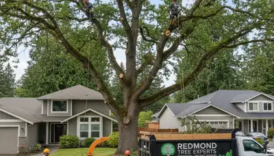 Professional tree removal service in Seattle WA by certified arborists