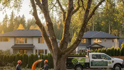 Professional tree removal service in Seattle WA by certified arborists | TreeServicesInSeattle.com