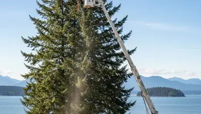 Professional tree removal service in Seattle WA safely cutting and clearing residential trees