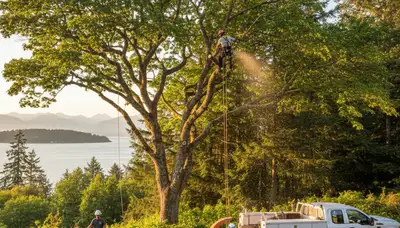 Professional tree removal service in Seattle WA safely cutting large trees