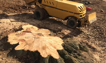 Stump Removal in Seattle WA Stump Removal Services in Seattle WA Stump Removal Professionals Seattle WA Tree Services in Seattle WA