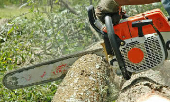 Tree Removal in Seattle WA Tree Removal Quotes in Seattle WA Tree Removal Estimates in Seattle WA Tree Removal Services in Seattle WA Tree Removal Professionals in Seattle WA Tree Services in Seattle WA